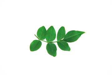 Obraz premium natural small green leaves of acacia on a white background
