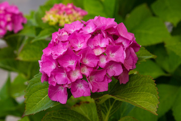 Inflorescence hydrangea garden. Beautiful hortensia flowers.