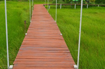 Wooden bridge across rice fields