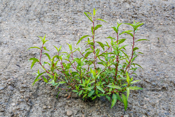 Polygonum persicaria. Planta de persicaria maculosa en una grieta en el suelo de cemento.