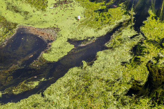 Lentejas de agua y más vegetación acuática en el Río Órbigo. Lemna minor.