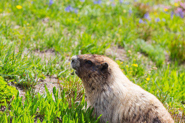 Marmot