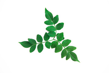 natural small green leaves of acacia on a white background