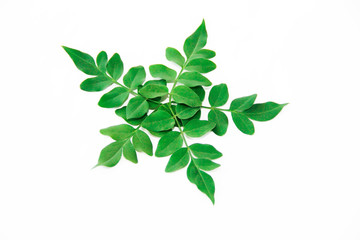 natural small green leaves of acacia on a white background