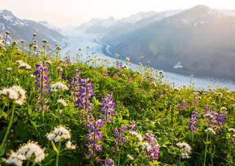 Mountains meadow