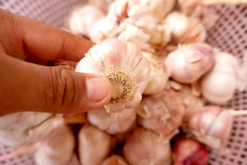 Hands are catching organic garlic on a basket in a Thai style background. Top view