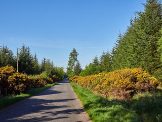 Fototapeta na wymiar Yellow Flowering Gorse (Ulex) beside a minor Scottish Road in the Angus Glens near Edzel in Scotland.