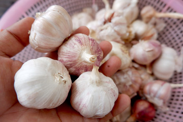 Organic garlic on the basket In Thai style background, top view