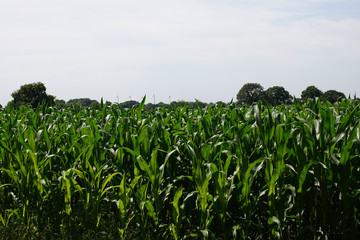grünes Maisfeld