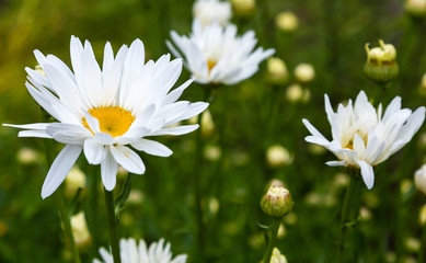 Garden daisies (лат. Leucanthemum vulgare) on a natural background. Flowering of daisies. Oxeye daisy, Daisies, Dox-eye, Common daisy, Dog daisy, Moon daisy. Gardening concept