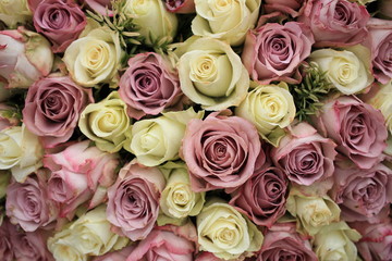Fototapeta na wymiar Mixed purple and white roses