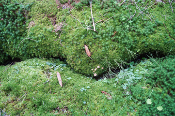 green moss in forest