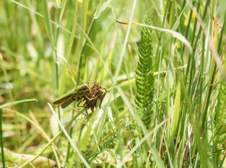 grasshoper close up in grass