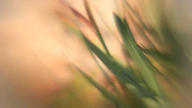 Grass soft sping garden windy video background