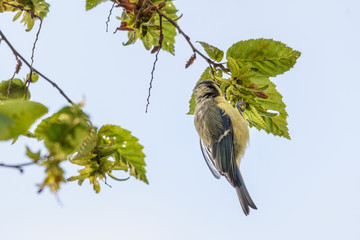Eine Blaumeise auf Insektensuche auf einem Ast