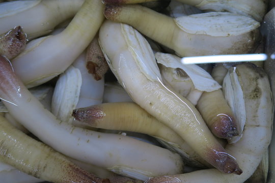 白ミル貝 の画像 29 件の Stock 写真 ベクターおよびビデオ Adobe Stock