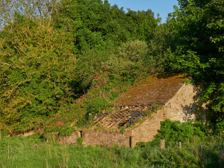A small Derelict Scottish Cottage lies half hidden in the undergrowth in a field in Angus on one fine Scottish Summers evening. Guthrie, Forfar, Angus, Scotland.