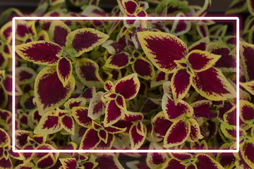 red neon frame on a floral background.