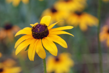 yellow flower on blurred background