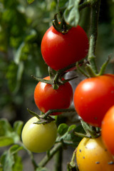 Red cherry tomatos ripens on a plant