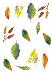 Watercolor hand drawn illustration. Autumn leaves set isolated on white background.