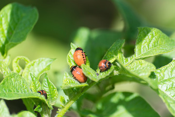 beetle