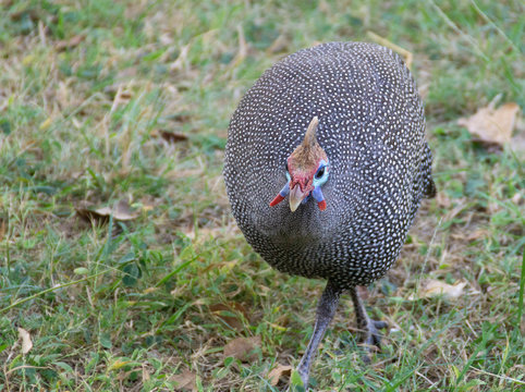 helmeted guineafowl