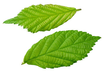 green leaf of blackberry isolated on white background. blackberry leaves. top view.