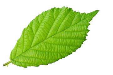 one blackberry leaf isolated on white background. top view.