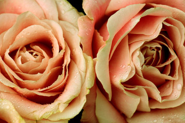 Big pale pink rose