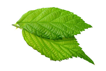 green leaf of blackberry isolated on white background. blackberry leaves. top view.