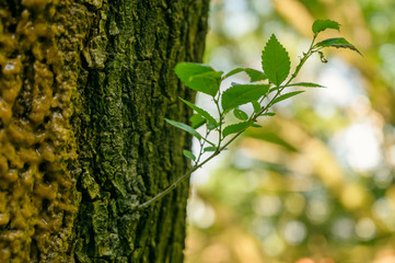 Leaking juice from a damaged tree.