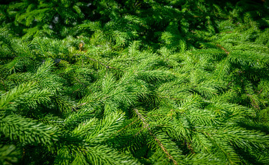 Pine branches at sunlight. Selective focus on cone. Shallow depth of field.
