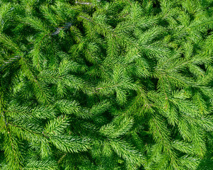 Pine branches at sunlight. Selective focus on cone. Shallow depth of field.