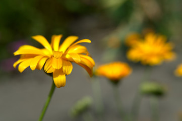 Yellow garden flower - smooth oxeye, false sunflower (Heliopsis helianthoides) close-up
