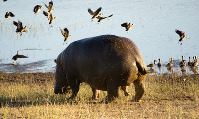 hippopotamous