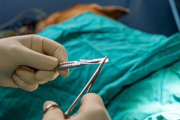 Veterinarian placing a scalpel blade