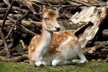 Fallow Deer in a Country Park Close Up
