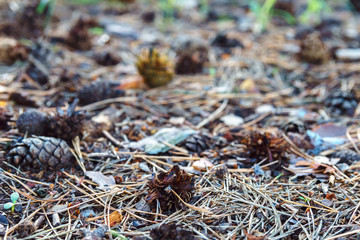Fallen dry needles covering ground. Autumn in subtropical forest. Weald ecology.