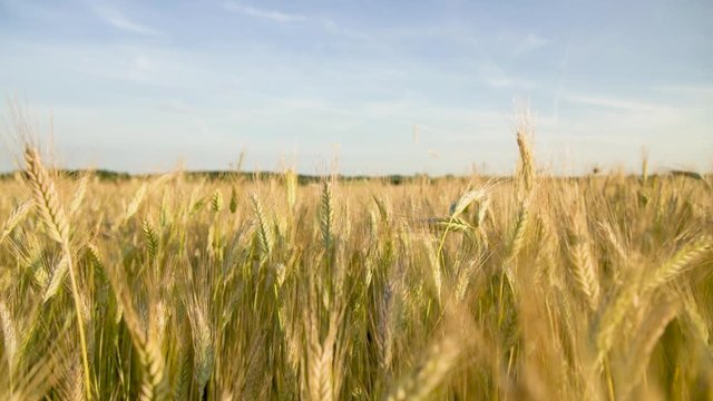 field of wheat