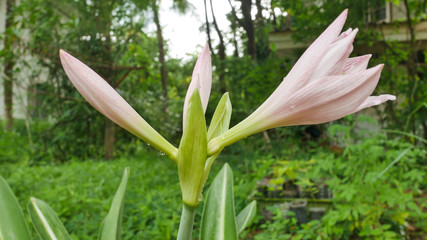 Fototapeta premium Pink lilly star flowers in nature.
