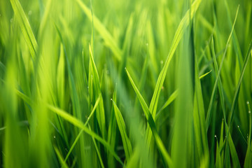 Fototapeta na wymiar Rice on field. Green leaves background
