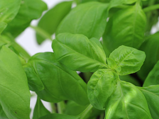 Fresh green Basil Leaves close up background