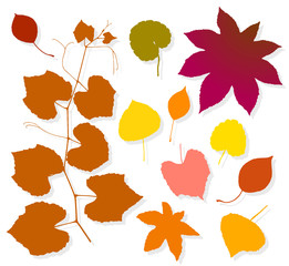 Colorful autumn leaves set on white background. Vector illustration