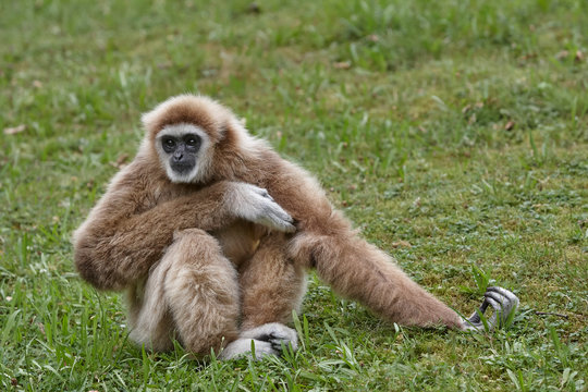 Lar Gibbon Images – Browse 20,434 Stock Photos, Vectors, and Video