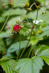 Berries of wild fragaria in forest, natural green background
