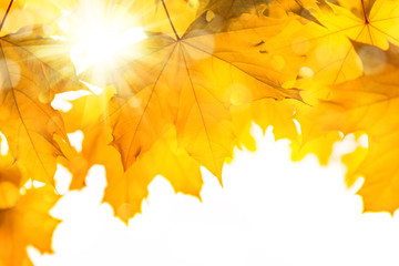 Naklejka na ściany i meble Nature background with autumn maple leaves and bright sunlight