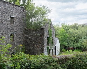horse in green garden near ruin of old houses in kerry