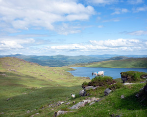 Fototapeta na wymiar sheep in mountains near barley lake on beara peninsula