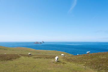 sheep on dursey island in western ireland off the coast of beara peninsula